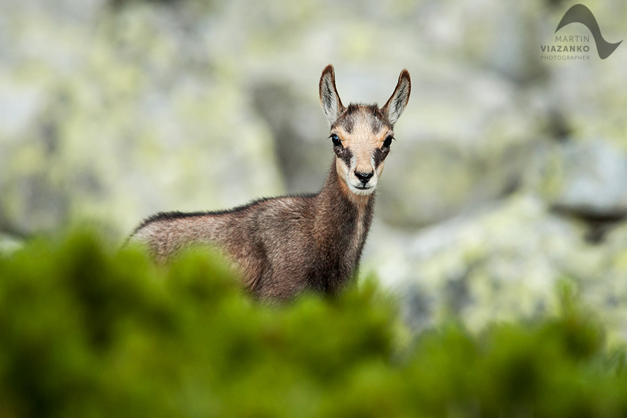 kamzik vrchovský tatranský, rupicapra rupicapra tatrica, chamois, gemse, wildlife, photo, divoká príroda, kamzík alpský, vysoké tatry, foto, high tatras